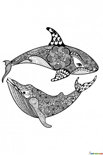 Раскраска Акула и кит