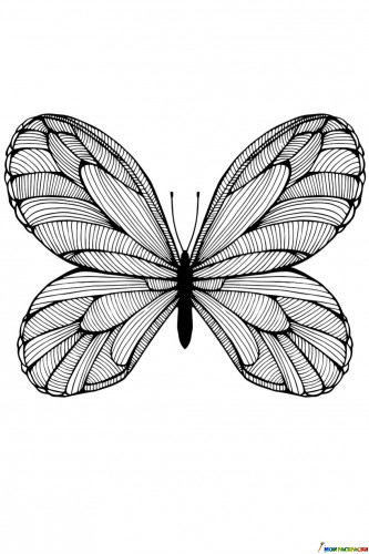Полосатая бабочка