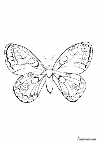 Раскраска Бабочка в капельку