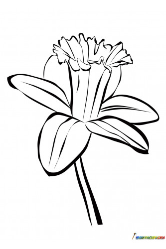 Раскраска цветок нарцисс