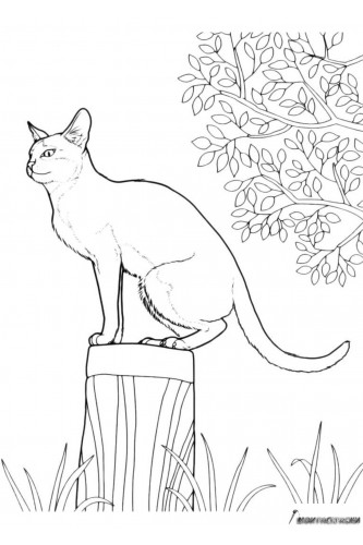 Раскраска Дикий кот сидит на пеньке
