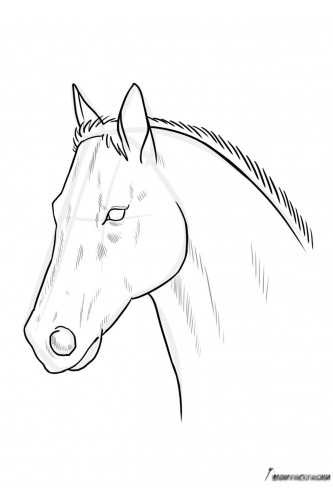 Раскраска Голова лошади для вышивки