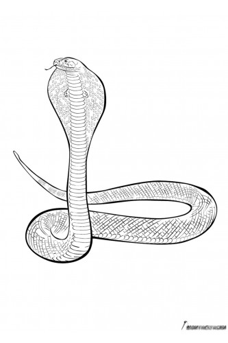 Раскраска Индийская кобра