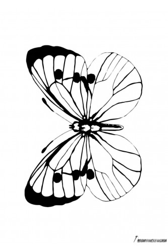 Раскраска Лёгкая бабочка