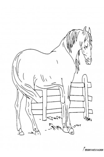 Раскраска Лошадь за забором