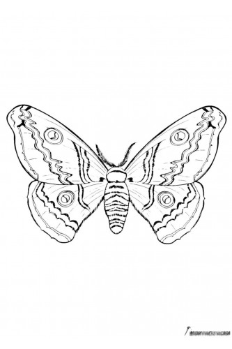Раскраска Мохнатая бабочка