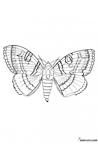 Раскраска Молодая бабочка