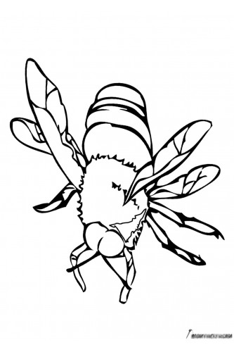 Раскраска Пчела