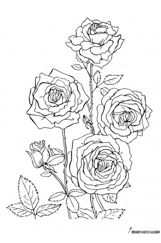 Раскраска Розы