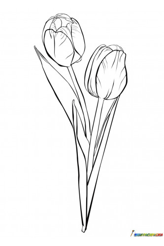 Раскраска Тюльпаны