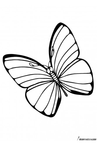 Раскраска Задумчивая бабочка