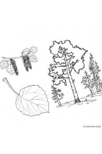 Раскраска Береза с листьями