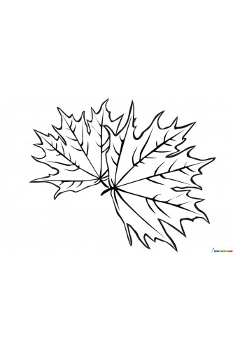 Раскраска Листья клена