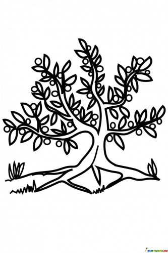 Раскраска Оливковое дерево