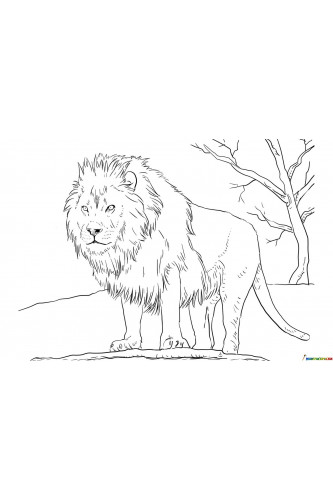 Раскраска Африканский лев