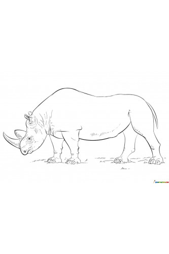 Раскраска Большой носорог