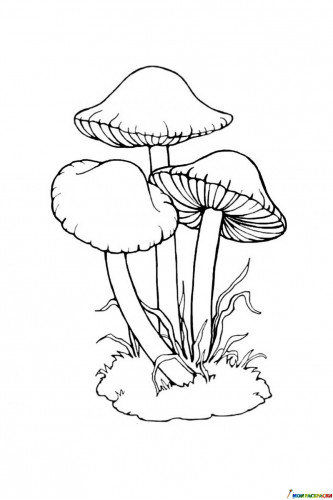 Раскраска Несъедобные грибы - поганки