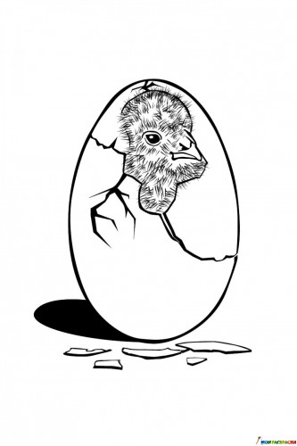 Раскраска Птенец в яйце
