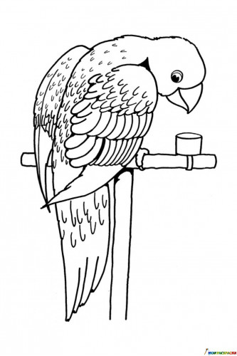 Раскраска Домашний попугай