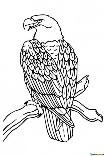 Раскраска Орел на ветке