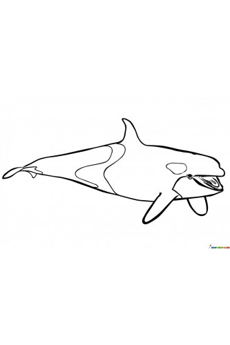 Раскраска Дельфин-косатка