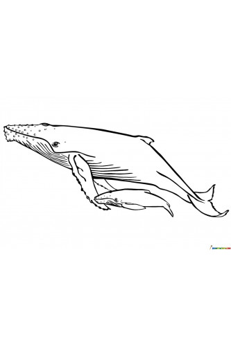 Раскраска Горбатый кит
